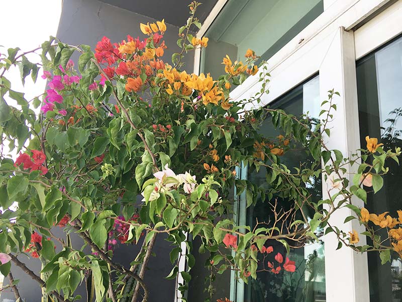 Indochine apartment for rent in The One Ben Thanh District 1 Saigon