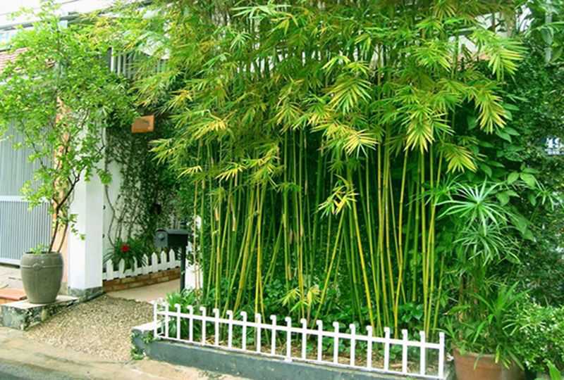 Nice house for rent on Truc Duong street Thao Dien District 2